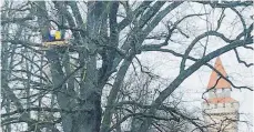  ?? FOTO: BERND ADLER ?? Wieder am Rande der Ravensburg­er Altstadt in der Karlstraße ist ein Baumcamp errichtet worden.