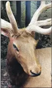  ?? ?? An elk exhibited in the AGFC Ponca Nature Center.