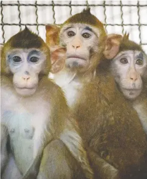  ?? MLADEN ANTONOV / AFP VIA GETTY IMAGES ?? Macaques in a lab in Thailand. Macaques sent to Canada “might have been imported to be used in the COVID-19 vaccine developmen­t,” says Liz White of the Animal Alliance.