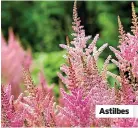  ??  ?? Astilbes