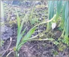  ??  ?? Snowdrops planted in memory of the late Catherine Hogan.