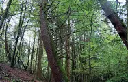  ??  ?? Gli alberi Sopravviss­uti alla tragedia del Vajont oggi presentano forme insolite, oblique e curve alla base