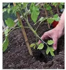  ??  ?? Plant tomatoes into rich soil or compost and add sturdy supports