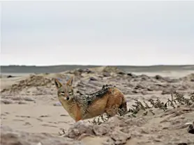  ??  ?? JACKAL AND HIDE (right). There might not be other people on the Skeleton Coast, but it’s still a good idea to zip up your tent. Opportunis­tic black-backed jackals won’t hesitate to run off with your stash of biltong.