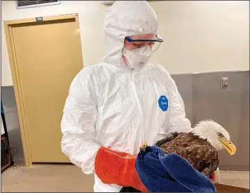  ?? (AP/The Raptor Center) ?? A bald eagle receives care March 29 in a special quarantine area The Raptor Center set up for possible avian flu cases in St. Paul, Minn.