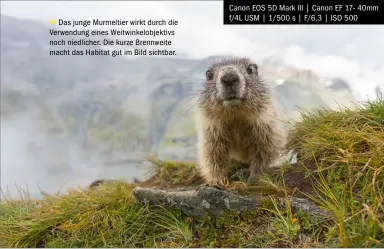  ??  ?? >>
Das junge Murmeltier wirkt durch die Verwendung eines Weitwinkel­objektivs noch niedlicher. Die kurze Brennweite macht das Habitat gut im Bild sichtbar.
Canon EOS 5D Mark III | Canon EF 17- 40mm f/4l USM | 1/500 s | F/6,3 | ISO 500