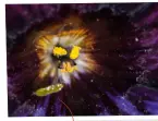  ??  ?? Tropical Flower A macro supernova. This image was shot in Oslo
Botanic Gardens