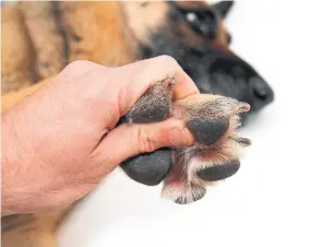  ?? DREAMSTIME ?? Go slowly when nearing a dog’s paws if they are sensitive to touch.