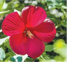  ?? THERESA FORTE
FOR TORSTAR ?? With showy red flowers, this seed-grown hardy hibiscus has reliably bloomed in our Niagara garden for more than 25 years.