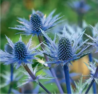  ?? ?? Prickly subjects Watch out for slugs and snails who find eryngium seedlings and young plants quite delicious. Aphids can be a problem on young spring growth as well, so squish any that you see.