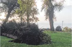  ?? FOTO: WRBE ?? Über vier Meter breit liegt das Wurzelwerk frei. Der Außenberei­ch des Aquastaads soll heute teilweise wieder geöffnet werden.