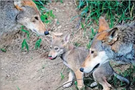  ?? [THE ASSOCIATED PRESS FILE PHOTO] ?? In 2017 at the Museum of Life and Science in Durham, N.C., the parents of a 7-week old red wolf pup keep an eye on their offspring. Red wolves are considered extinct in the wild, but scientists have found a pack of wild canines on the Texas Gulf Coast that carry the genes of red wolves.