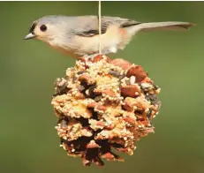  ??  ?? Tufted titmouse