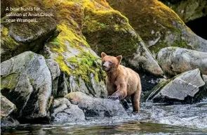  ??  ?? A bear hunts for salmon at Anan Creek, near Wrangell.