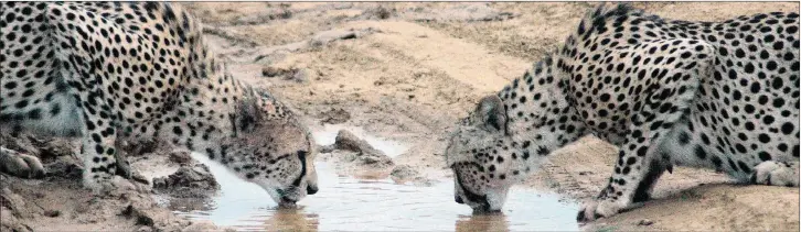  ?? PICTURES: BREDAN SEERY ?? CAMOUFLAGE: Two cheetahs share a waterhole as they go about slaking their thirst.