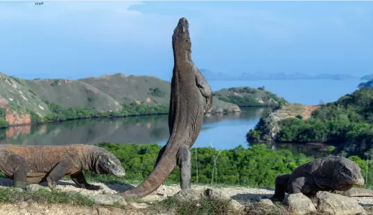  ?? BELOW
A Komodo dragon stands on its hind legs ??