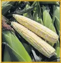  ?? [NATIONAL GARDEN BUREAU] ?? For the best flavor, eat corn as soon as you can after harvest.