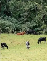  ??  ?? Eungellada­le has a jersey and friesian herd.