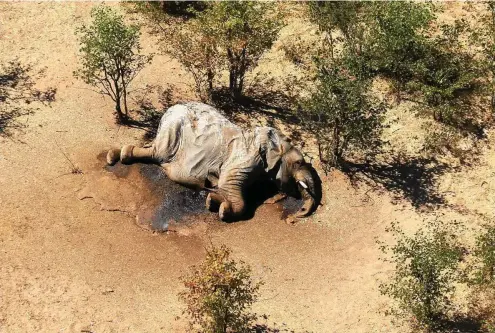  ?? FOTO: AFP/NATIONAL PARK RESCUE / AFP/NATIONAL PARK RESCUE ?? Die mysteriöse Todesserie gefährdet die größte Elefantenp­opulation Afrikas.