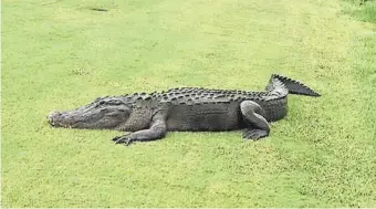  ?? ED LODE, SPECIAL TO THE (FORT MYERS) NEWS-PRESS ?? Neighbor Ed Lode took this photo of the alligator July 4. The reptile, which most of the community knew was there, was trapped Sunday night and killed, Florida wildlife officials said.