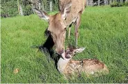  ??  ?? Lani the deer with her newborn fawn at Stoney Oaks.