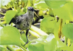  ?? ?? En Colombia han sido avistadas alrededor de 1.953 especies de aves residentes y migratoria­s, algunas de ellas se encuentran en vía de extinción o amenazadas.