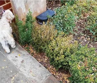  ?? Courtesy photos ?? The damage to these boxwood plants could be from boxwood blight or from dry soil.