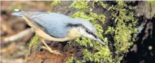  ?? Darin Smith ?? Nuthatch