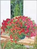  ??  ?? Candy Showers, a new kind of snapdragon with trailing stems, is ideal for hanging baskets.