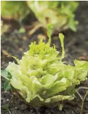  ??  ?? Slugs and snails can quickly decimate plants such as lettuce