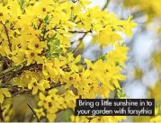  ?? ?? Bring a little sunshine in to your garden with forsythia