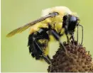  ?? CAROLYN KASTER/THE ASSOCIATED PRESS FILES ?? A Swedish study found half as many wild bees on canola crops treated with pesticide than on untreated fields.