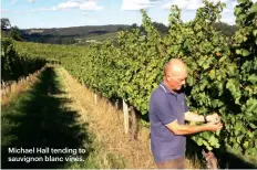  ??  ?? Michael Hall tending to sauvignon blanc vines.