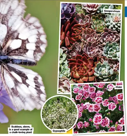  ??  ?? Scabious, above, is a good example of a chalk-loving plant
Gypsophila
Sempervivu­m
Pinks