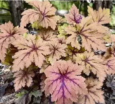  ?? Jessica Damiano/Associated Press ?? This April 23 image provided by Jessica Damiano shoes a “Copper King” Heuchera plant growing in a garden in Long Island.