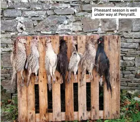  ?? ?? Pheasant season is well under way at Penyrallt.