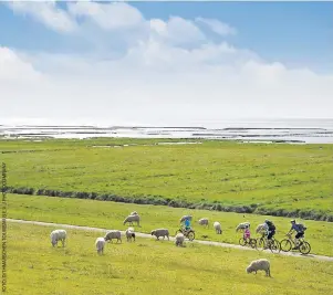  ??  ?? 97 Prozent Himmel: Der Nordseeküs­ten-Radweg führt über plattes Land nach Dithmarsch­en.