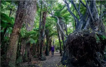  ??  ?? The Catlins is a bush walker’s paradise.