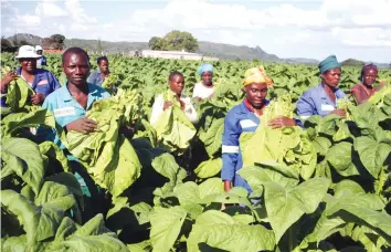  ??  ?? Mrs Wadzanai Chitate (far left, in hat) and her workers harvest an irrigated tobacco crop at her plot ,Number 45 Munhenga Farm, in Goromonzi recently. — Picture by Justin Mutenda