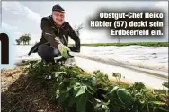  ?? ?? Die Erdbeerpfl­anzen blühen dieses Jahr früher als sonst.
Obstgut-Chef Heiko Hübler (57) deckt sein Erdbeerfel­d ein.