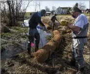  ?? BEN HASTY — MEDIANEWS GROUP ?? Trout unlimited members Jim Coffey, left, and Bob Young secure a coir log along the bank of the Valley Run Creek at Frontier Pastures, a farm in Washington Township.