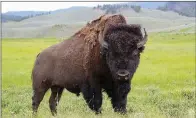  ?? COURTESY OF ZACH SUTTON ?? Through license sales and excise taxes on equipment, hunters and anglers pay for conservati­on programs that have saved species such as the American bison. National Hunting and Fishing Day was establishe­d to recognize those important contributi­ons.
