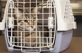  ?? DREAMSTIME ?? If your cat runs away at the sight of a crate, simply getting a new crate won’t necessaril­y change your cat’s behaviour.