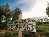  ??  ?? A sign reads “Adopt an olive tree” in an olive grove in Oliete. For an annual fee of 50 euros (US$57), some 2,500 sponsors receive photos of their trees along with 2 liters of olive oil annually.