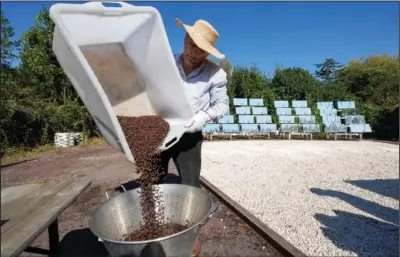  ?? ?? Electronic­s engineer Antonio Durbe pours freshly toasted coffee beans into a cooling basket at his solar light coffee roaster plant.