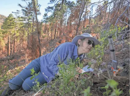 ?? ANTON L. DELGADO/USA TODAY NETWORK ?? Ann Youberg, a senior research scientist with the Arizona Geological Survey, checks a tool that measures the ground’s hydraulic conductivi­ty. Parts of the 2020 Bighorn Fire scar now fail to absorb water.