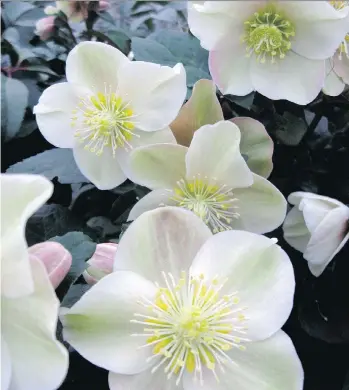  ?? PHOTOS: SKAGIT GARDENS ?? Helleborus Gold Collection ‘Cinnamon Snow’