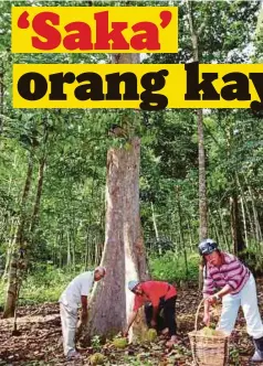  ??  ?? USIA pokok durian Saka mencecah ratusan tahun.