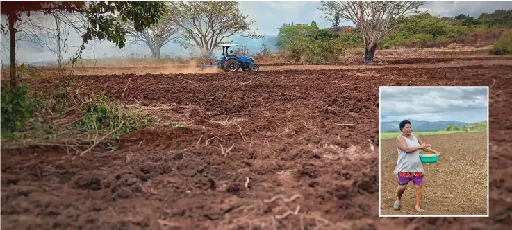  ?? ?? Na qele vaka mataqali ka sa vakasavasa­vataki me teivaki kina na raisi. E veivuke sara vakalevu vei ira ni sa tiko na nodra misini ni cakacaka (tractor).