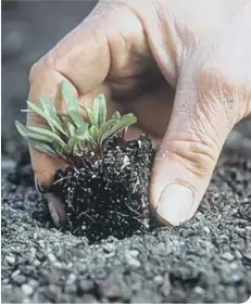  ??  ?? Planting Bolthardy beetroot (photo: RHS)